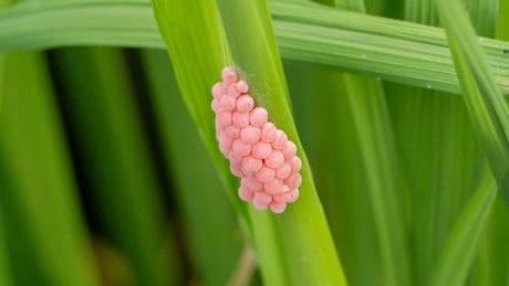 Ungewöhnliche Funde: Rosa Eier entdeckt – diese Warnung sollten Sie ernst nehmen