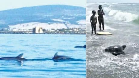 Ladispoli è un parco acquatico tra delfini, squali e tartarughe. Lo studio: crescono le specie marine rare lungo la costa