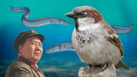 Lecciones del reino animal: de los gorriones que vencieron a Mao a la penosa migración de las anguilas