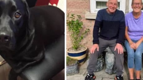 Beloved family dog dies from 'cannabis poisoning' after walk in Scots woods