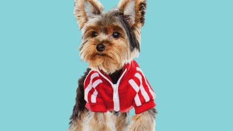 Kleidung für Tiere: eins, zwei, drei, vier, fünf, sechs, sieben Jacken für den Hund