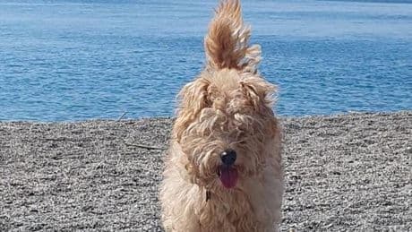 Celle, fuochi non autorizzati dal Comune. La padrona della cagnolina morta si rivolge a un legale