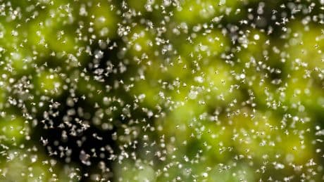 Flying ant day 2025: When is it and why does it happen?