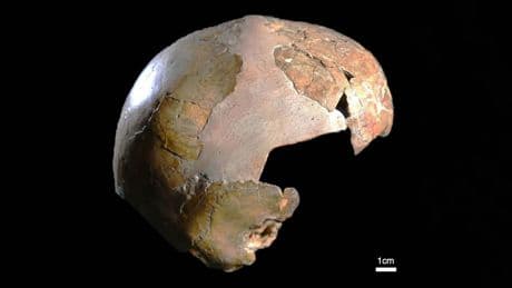 ¿Una niña híbrida de humano moderno y neandertal? Lo que dice un nuevo estudio