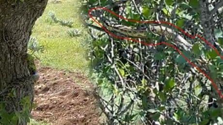 Kentte büyük panik! Metrelerce uzunluktaki dev yılanı ağaçta fark etti