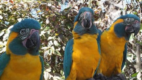 Parrots Can Learn New Tricks By Imitating Their Peers, Just Like Humans