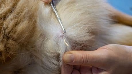 Todo lo que debemos saber sobre las peligrosas espigas: pasos para extraerlas si nuestro perro se clava una