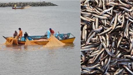 Acciughe sempre più piccole, il preoccupante fenomeno dell'upwelling che sta cambiando il Mediterraneo