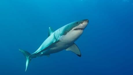 The world's 'worst beach' where tourists are most likely to be bitten by a shark