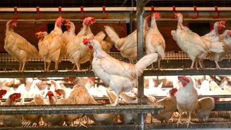 Ewigkeitschemikalien: Tierprodukte besonders stark belastet
