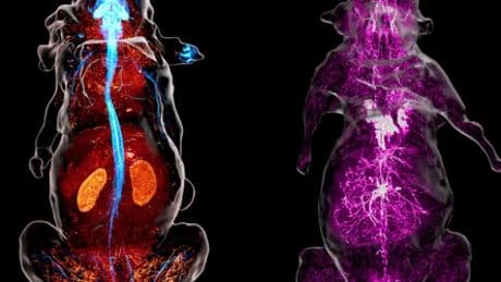 Wissenschaft: Faszinierende Aufnahmen von Mäusenerven in den verschiedensten Farben