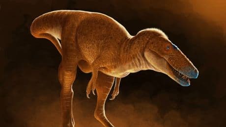 Dans la famille des tyrannosaures, découverte d'une nouvelle espèce qui "réécrit" l'arbre généalogique des T-Rex