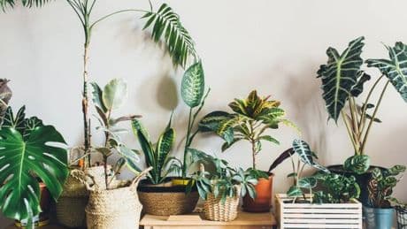 Expert shares the house plants that will survive while you’re on holiday–and the hardest to keep