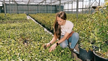 Teeplantagen: Wo Brandenburg wie Japan schmeckt