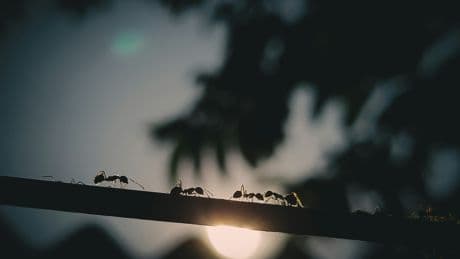 Yes, Some People Can Smell Ants – Here's Why