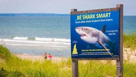 The Great White Shark Capital Of The World, Where Jaws Was Filmed