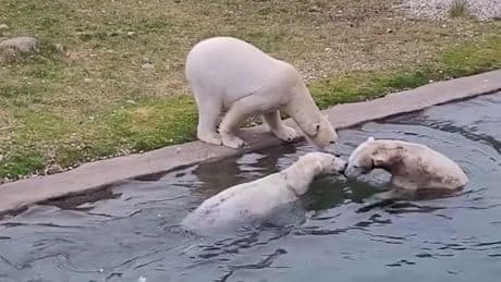 Video - So schön planschen Eisbären