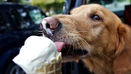 Eis für Hunde: So genießen Sie cool – ohne Verdauungsalarm