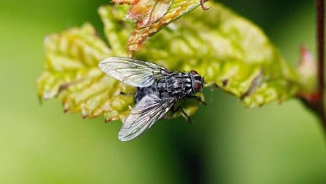 Fliegen in der Wohnung: darum kommen sie – überraschende Gründe