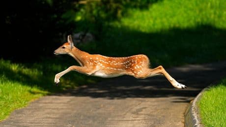 Prep student killed when deer hit by another car flies across the highway and lands on his vehicle