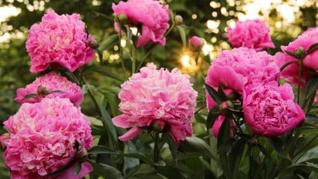 Schöner Garten: Ein Hausmittel lässt Pfingstrosen üppig wachsen