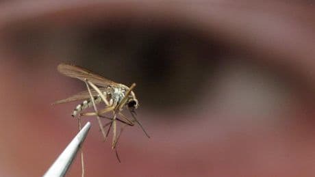 West Nile virus is back. Where it’s been found, and what you should know