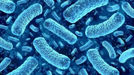 Intoxication alimentaire : qu’est-ce que la listériose, cette infection rare mais redoutable ?