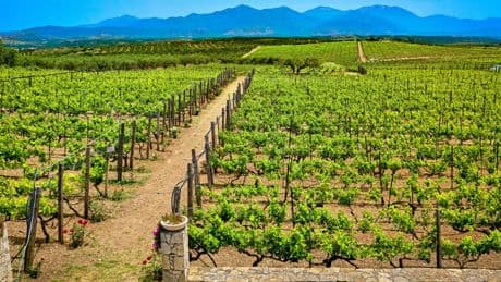 Récolte mondiale, consommation... Pour le vin, tous les signaux sont au rouge