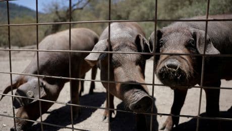 Antibiotic pig ‘betrayal’ warning over US-UK trade deal