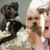 I'll admit it, I just don't like dogs - and please spare me the 'dog mummies', they're even worse than the baby bores: CLAUDIA CONNELL