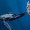 Oceans cannot become 'wild west', warns UN chief