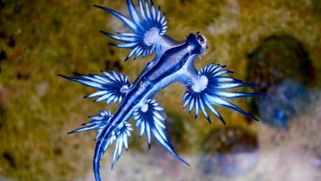 Beaches closed in Spanish holiday spot after dangerous and rare sea slug spotted