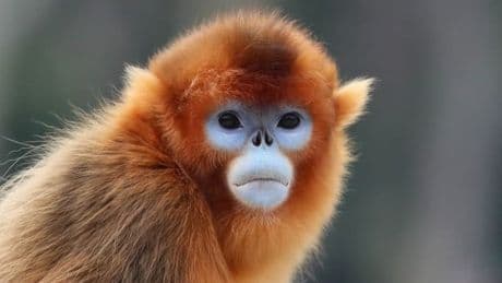 Zoo de Beauval: trois singes dorés venus de Chine présentés au public, une première en dehors d'Asie