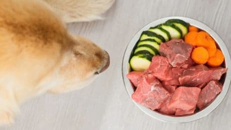 Dietas de prescripción veterinaria: una opción para alimentar cuidando la salud de perros y gatos