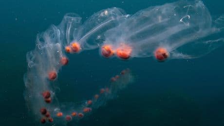 Wissenschaftler äußern sich - Ekel-Invasion nahe Urlaubsparadies