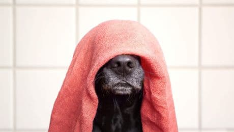Hoe koel ik mijn huisdier af tijdens warm weer? ’Dit moet je in ieder geval nóóit doen!’