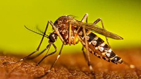 Ethical questions swarm scientists after discovery that could wipe out pesky mosquitoes