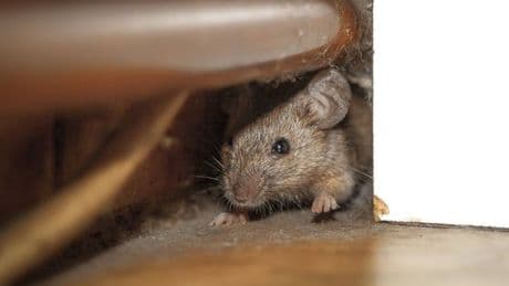 Banish mice from your home this autumn with 1 simple deterrent 'rodents hate'