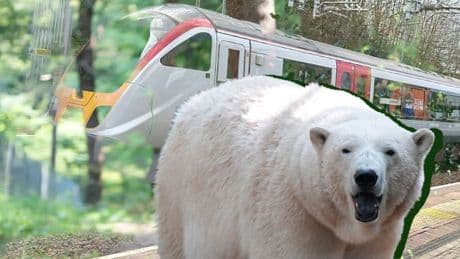 The UK’s £12 train journey where you can see polar bears from your seat