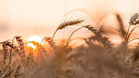 Roggen, Gerste, Hafer oder Weizen: Welches Getreide ist am gesündesten?