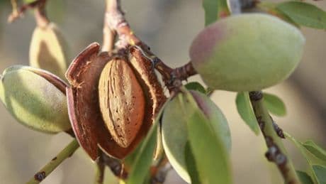 Idéal pour la santé cardiaque, source de vitamine… découvrez tous les bienfaits de l’amande