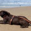 ‘Shadow weet hoe ze zich schuil moet houden’: massale zoektocht naar hond met behulp van warmtecamera’s