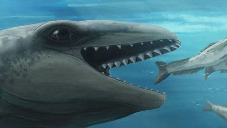 Descubren una nueva especie de ballena que vivió hace 25 millones de años: tenía grandes ojos y dientes afilados