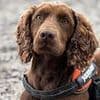 Scout the police sniffer dog uncovers £2,200 and large stash of cannabis hidden in city undergrowth