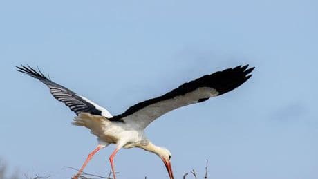 Natur: Störche auf dem Abflug