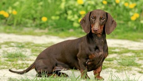 L’art de soigner son chien avec des huiles essentielles