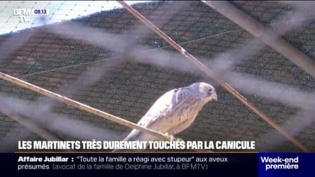 Face aux fortes chaleurs, la Ligue de protection des oiseaux se mobilise pour secourir les martinets qui sont particulièrement vulnérables