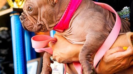 Petunia Wins the Ugliest Dog Contest by Being Loved, Not by Looking Perfect