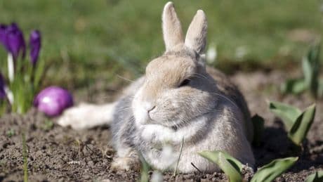 Tierheim Düsseldorf: Kaninchen Oreo benötigt dringend eine Spezial-OP