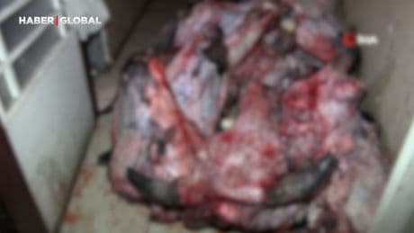 Antalya'da skandal görüntüler: Etler çürümüş, hamam böcekleri kol geziyor...